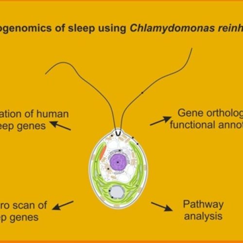 Groundbreaking Study Reveals Evolutionary Origins of Sleep in Single-Celled Algae